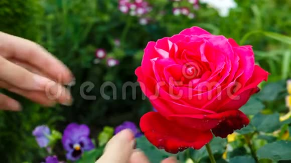 女人打碎了一朵红玫瑰的花瓣特写镜头女性的手视频的预览图