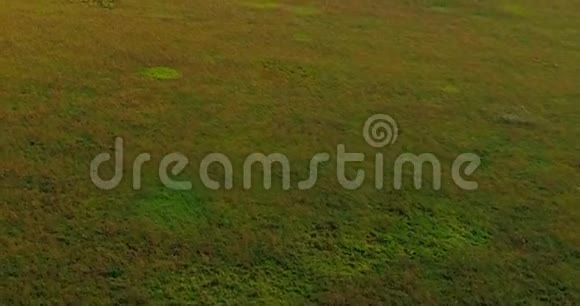 伏尔加河附近的田野从四架飞机飞过森林视频的预览图