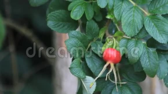 大自然中成熟的玫瑰果实视频的预览图