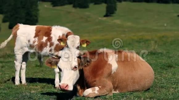 奶牛在草地上休息吃草视频的预览图