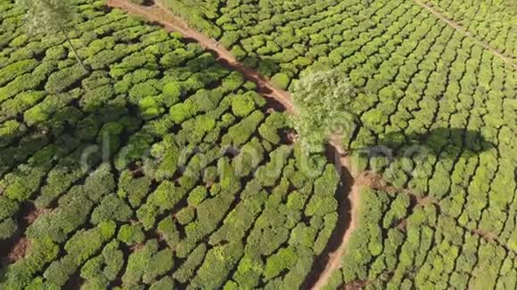 鸟瞰印度茶园喀拉拉邦在马图佩蒂湖附近视频的预览图