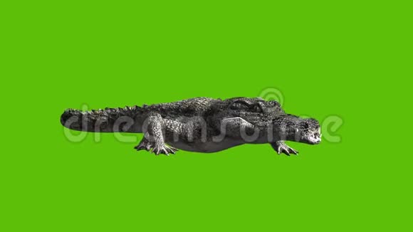 11条绿色背景的鳄鱼侧面动画视频的预览图
