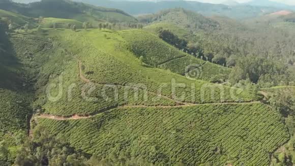 鸟瞰印度茶园喀拉拉邦在马图佩蒂湖附近视频的预览图