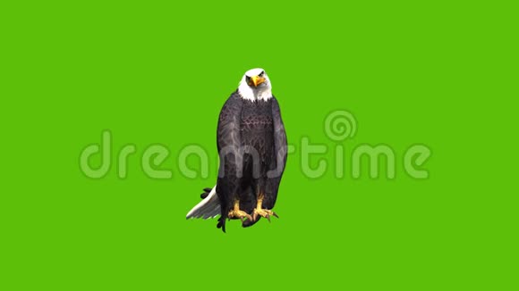 13幅绿屏背景的老鹰动画视频的预览图