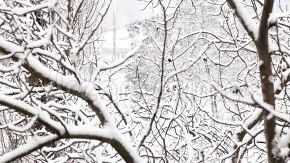 积雪覆盖着树木的冬季公园里降雪上面的风景视频的预览图