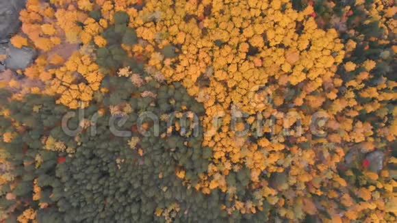 斯托尔比西伯利亚自然保护区秋季森林鸟瞰图视频的预览图