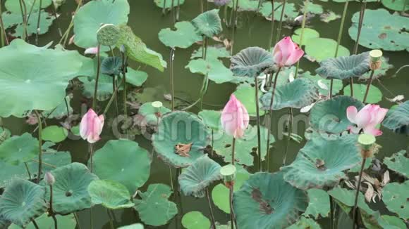 百合花粉色高清晰度足谱视频的预览图