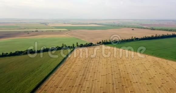 飞在一捆捆干草的金色田野上惊人的平坦收获和农业领域的黄金秸秆视频的预览图