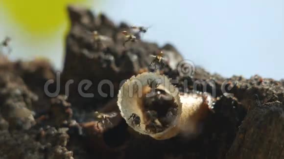 无刺的蜜蜂在它们的蜂巢周围飞行视频的预览图