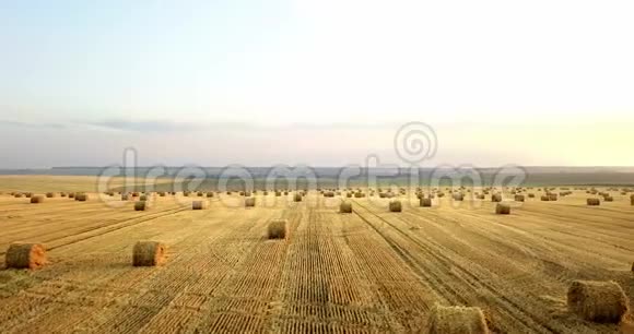 飞在一捆捆干草的金色田野上惊人的平坦收获和农业领域的黄金秸秆视频的预览图