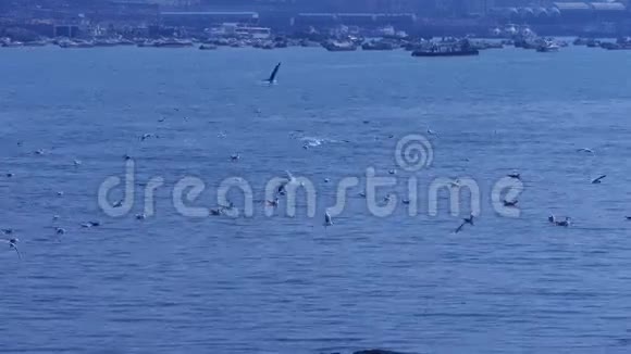 许多海鸥在海上飞行游客喂海鸥游艇和船只停靠在码头港口视频的预览图