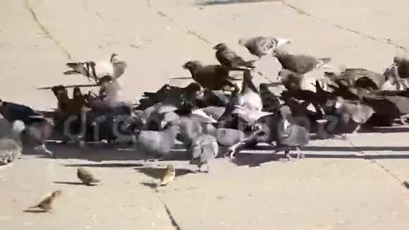 鸽子在街上觅食视频的预览图