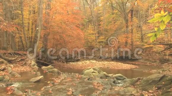 落在秋溪里的叶子视频的预览图