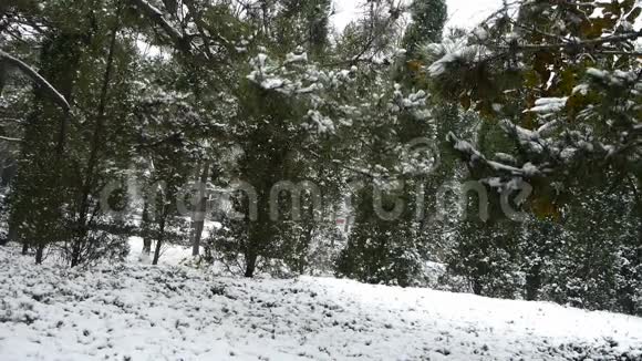 从松树上飘落的雪覆盖着草视频的预览图