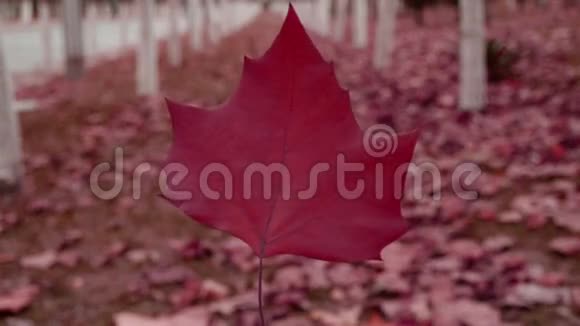 树林里的一片红叶在风中摇动森林作为背景视频的预览图