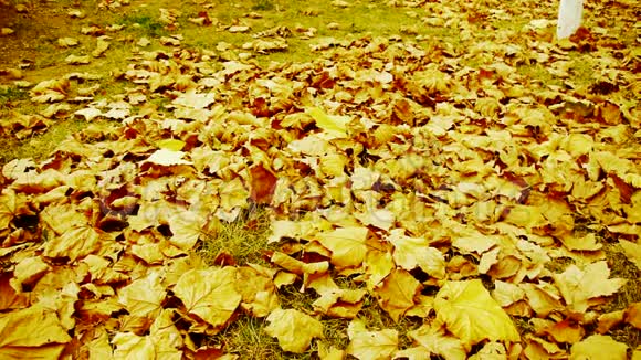 飘落的枫叶在地上洒满金色的阳光视频的预览图