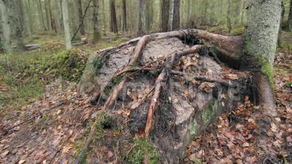 一条覆盖着树叶的徒步旅行小径上有一块覆盖着根的大石头视频的预览图