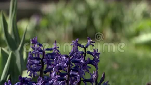 花坛上紫色风信子的景色视频的预览图