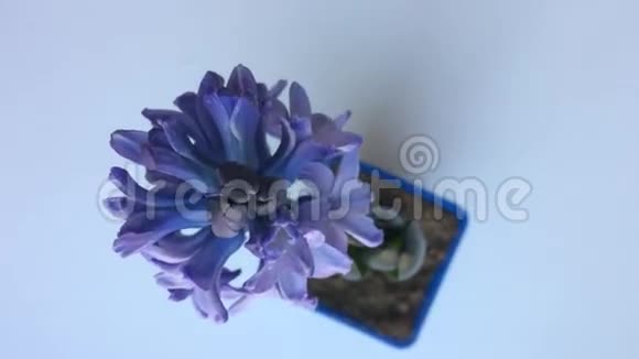 紫花风信子在桌上从上面看视频的预览图