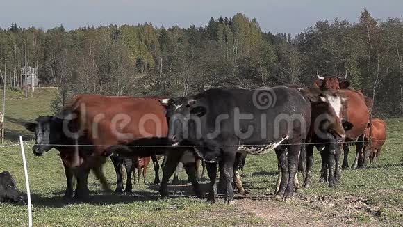 秋天在草地上放牧的牛群视频的预览图