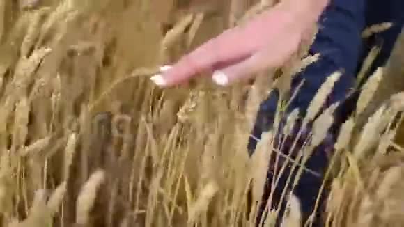 新婚夫妇摸麦子的耳朵视频的预览图