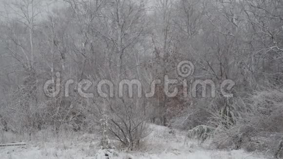 冬天白天下雪视频的预览图