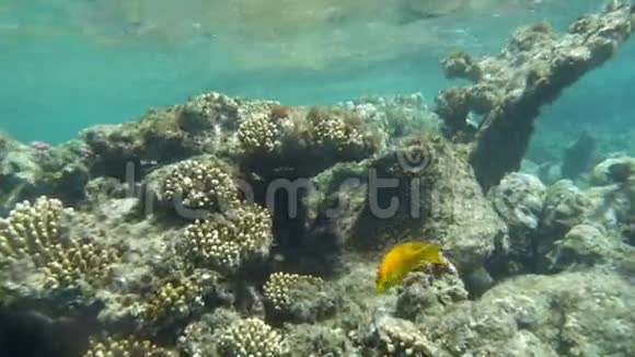 红海珊瑚芦苇中的黄鱼视频的预览图