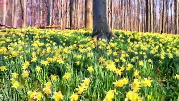 漫步在被黄色水仙花覆盖的春天森林里视频的预览图
