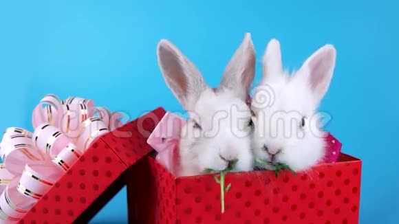 两只白兔在这个盒子里放着粉红色的蝴蝶结视频的预览图