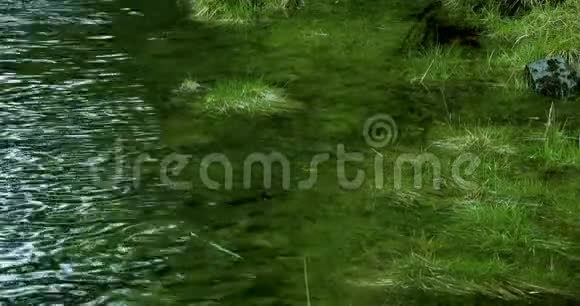 美国阿拉斯加克钦根镇鱿鱼之都小溪水草视频的预览图