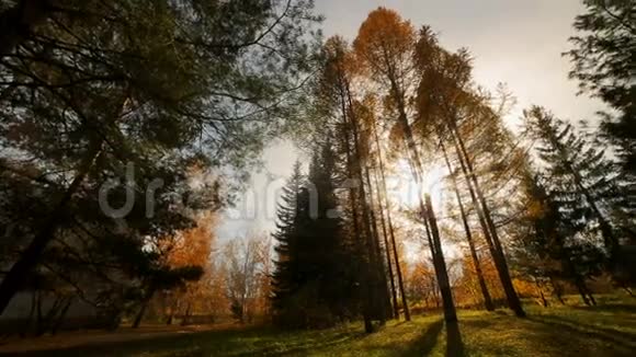 秋天的白桦树顶阳光明媚高大的云杉和桦树视频的预览图