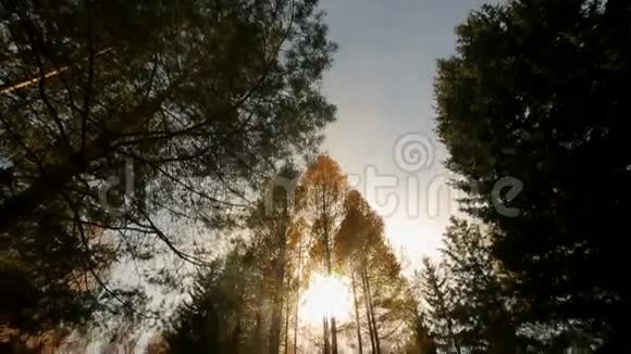高大的云杉和黄叶桦美丽的秋林视频的预览图