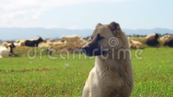 牧羊犬在田间守护羊群的羊群视频的预览图