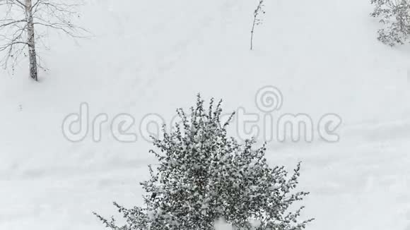 白雪落在圣诞树上视频的预览图
