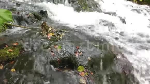 森林河视频的预览图