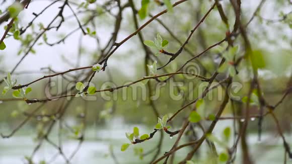 异常天气春天的绿树上下雪了视频的预览图