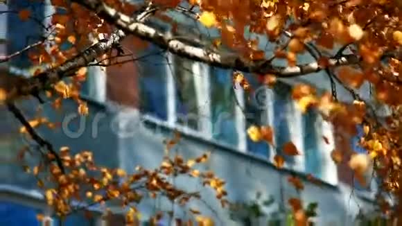 桦树后面建筑的窗户秋天的城市公园视频的预览图