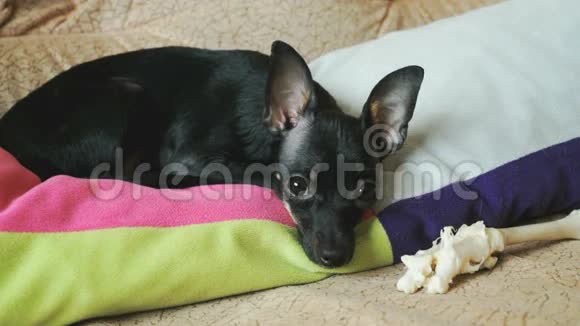 狗狗玩具狗正躺在沙发上保护他的鸡骨视频的预览图