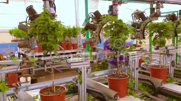 花卉的自动修剪植物的自动修剪温室的自动输送现代的自动化线路视频的预览图