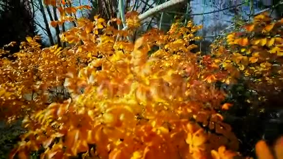 秋天的自然球体形状的金属结构视频的预览图