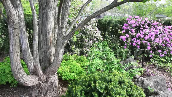 日本花园的小景视频的预览图