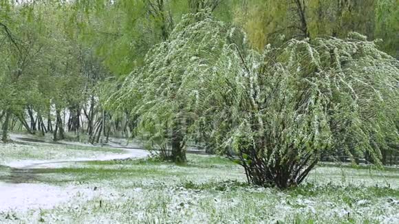异常天气春天的绿树上下雪了视频的预览图