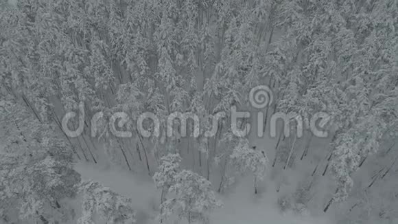 乌克兰乡村风景中一片美丽的雪林上空飞行的4K航空视频的预览图