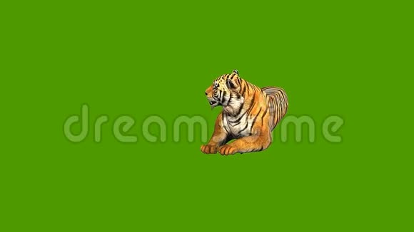 12只3D动画模型老虎背景为绿色视频的预览图
