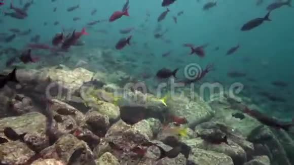 拉巴斯科特斯岛鱼类学校视频的预览图