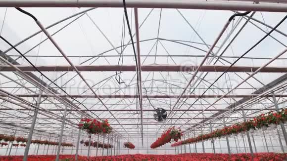 有花的大型玻璃温室在温室里种花现代花卉温室的内部花朵视频的预览图
