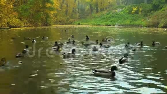 秋天的早晨在湖上有鸭子和水鸟视频的预览图