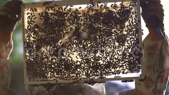 养蜂人从蜂巢里轻轻抽出蜂巢看着它把蜂蜜细胞表出来视频的预览图