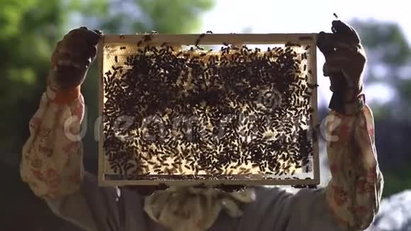 养蜂人从蜂巢里轻轻抽出蜂巢看着它把蜂蜜细胞表出来视频的预览图