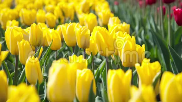 花坛上的黄色和红色郁金香视频的预览图
